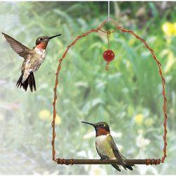 Songbird Essentials 0.25 in. H X 5.5 in. W X 7 in. D Hummingbird Swing