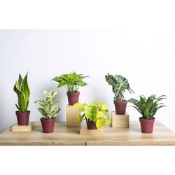 LiveTrends Assorted Foliage House Plant
