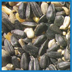 Cole's Blue Ribbon Blend Wild Bird Food 10 lb