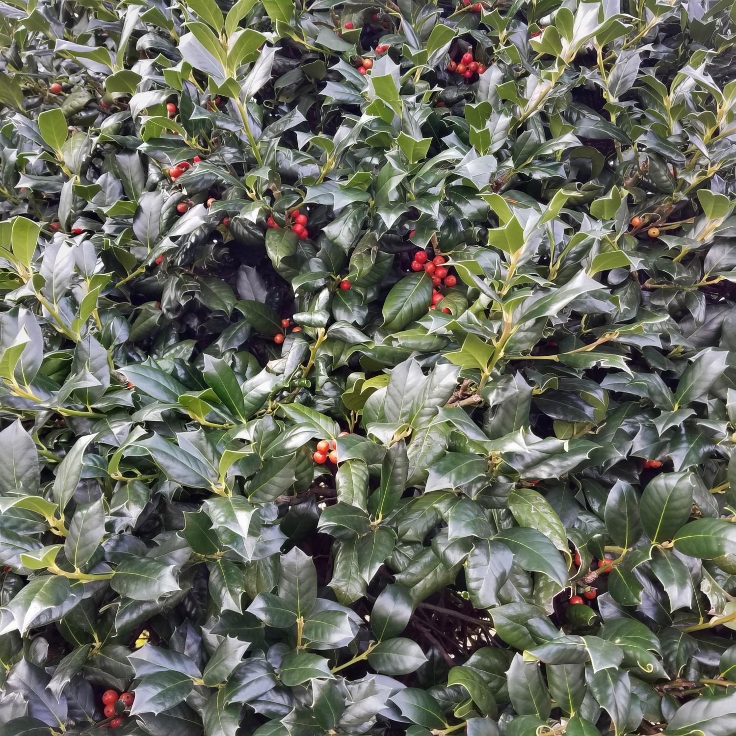 image-5