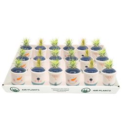 Russell's Bromeliads Winter Planter Collection Ceramic Air Plant