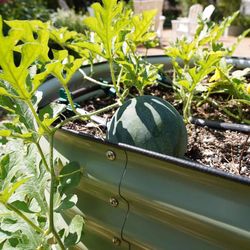 Vego Garden 17 in. H Metal 4 in 1 Raised Garden Bed Olive Green