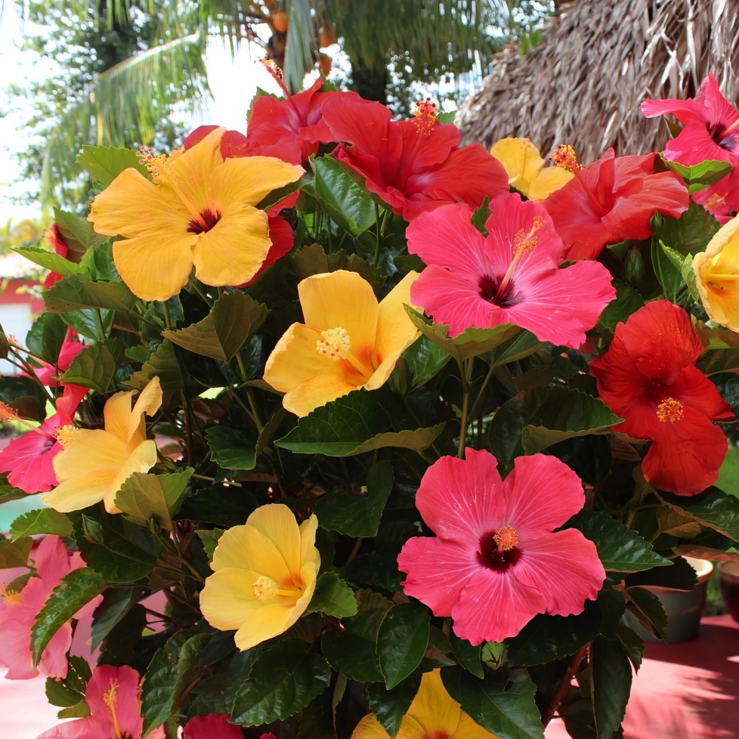 image-5