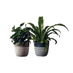 LiveTrends Assorted Foliage House Plant