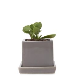 Chive Cube and Saucer 3 in. D Ceramic Succulent Pot Medium Grey