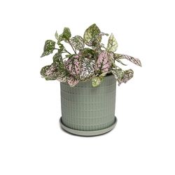 Chive Virago 5 in. D Ceramic Shape A Flower Pot Olive
