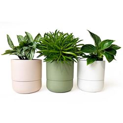 Chive Ryan 5 in. D Ceramic Self-Watering Planter Olive
