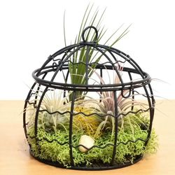 Eve's Garden 4.5 in. H X 4.5 in. D Ceramic Wire Dome Air Plant and Succulent Black