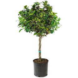National Plant Network Braided Gardenia Grower Tree