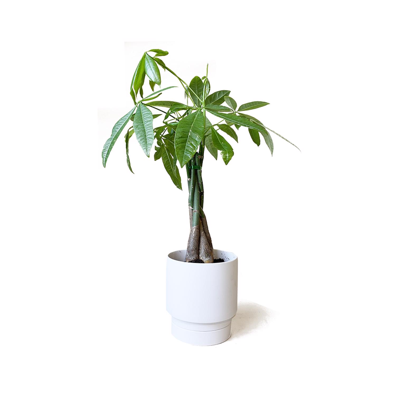 image-2