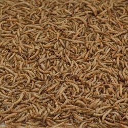 Kaytee Mealworms 3.5 oz