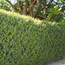 National Plant Network Holly Dwarf Burford Grower Shrubs