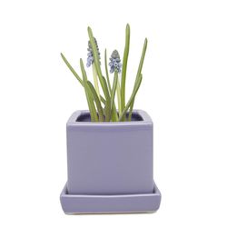 Chive Cube and Saucer 3 in. D Ceramic Succulent Pot Periwinkle