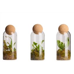 LiveTrends Carnivorous Plant House Plant