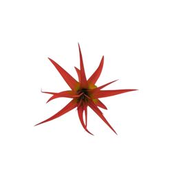 Russell's Bromeliads Red Tillandsia Grower Air Plant