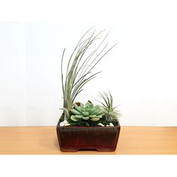 Eve's Garden 6.5 in. H X 6 in. W X 4 in. D Ceramic Dish Garden Air Plant and Succulent Multicolored