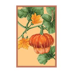 Chive Shido Seed Co Pumpkin Squash Seeds 1 pk