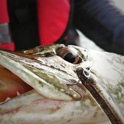 Lunkerhunt Fishing Lure 3 in.