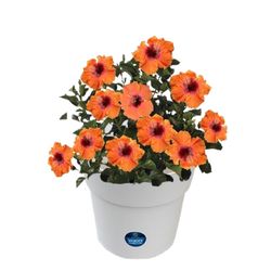 Proven Winners Hollywood Hibiscus Deco Self Watering Container Tropical Plant