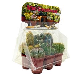 Sorensen Greenhouses Mini Greenhouse Cacti Garden Cacti Plant