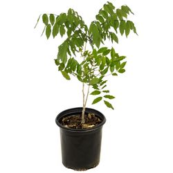 National Plant Network Wisteria White Grower Perennial Plant
