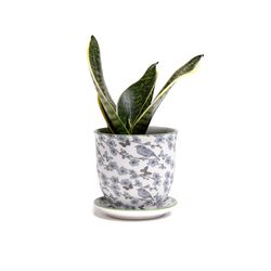 Chive Liberte 3.25 in. D Ceramic Succulent Pot Blue Flowers