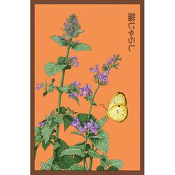 Chive Shido Seed Co Catnip Seeds 1 pk