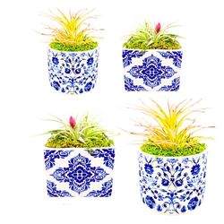 Russell's Bromeliads 5 in. Royal Bloom Medium Air Plant
