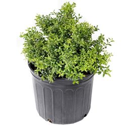 National Plant Network Holly Soft Touch Grower Shrubs