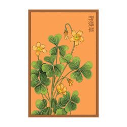Chive Shido Seed Co. Oxalis Seeds 1 pk