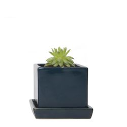 Chive Cube and Saucer 3 in. D Ceramic Succulent Pot Green Blue