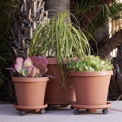 Bloem 3.6 in. H X 11.9 in. D Resin Classic Plant Caddy Terracotta