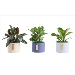 LiveTrends Foliage House Plant