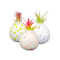 Russell's Bromeliads Peek A Bloom Air Plant