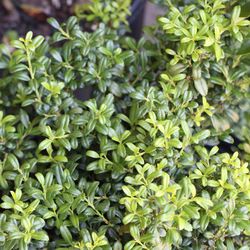 National Plant Network Holly Soft Touch Grower Shrubs