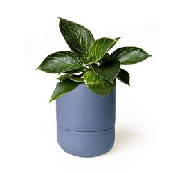 Chive Ryan 5 in. D Ceramic Self-Watering Planter Dark Blue