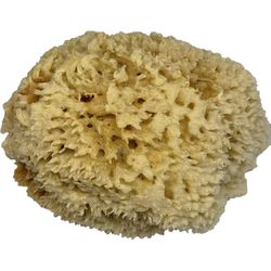 Armaly ProPlus Medium Duty Antibacterial Sponge For Multi-Purpose 6 in. L 1 pc