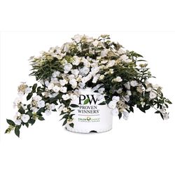 Proven Winners Hydrangea Shrubs