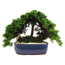Eve's Garden Bonsai Tree 2 pk