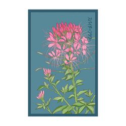 Chive Shido Seed Co. Spiderflower Seeds 1 pk