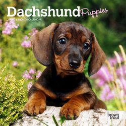 BrownTrout Publishers Dachshund Puppies 2026 Calendar