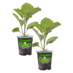Bonnie Plants Eggplant Plastic Vegetable Plant