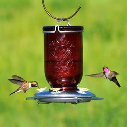 Perky-Pet Hummingbird 32 oz Glass/Metal Mason Jar Nectar Bird Feeder 5 ports