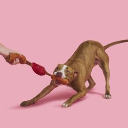 BARK Pet Toy