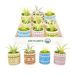 Russell's Bromeliads 3 in. Rainforest Set Air Plant