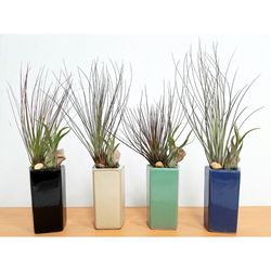 Eve's Garden 10 in. H X 5 in. W X 4 in. D Ceramic Air Plant and Succulent Assorted