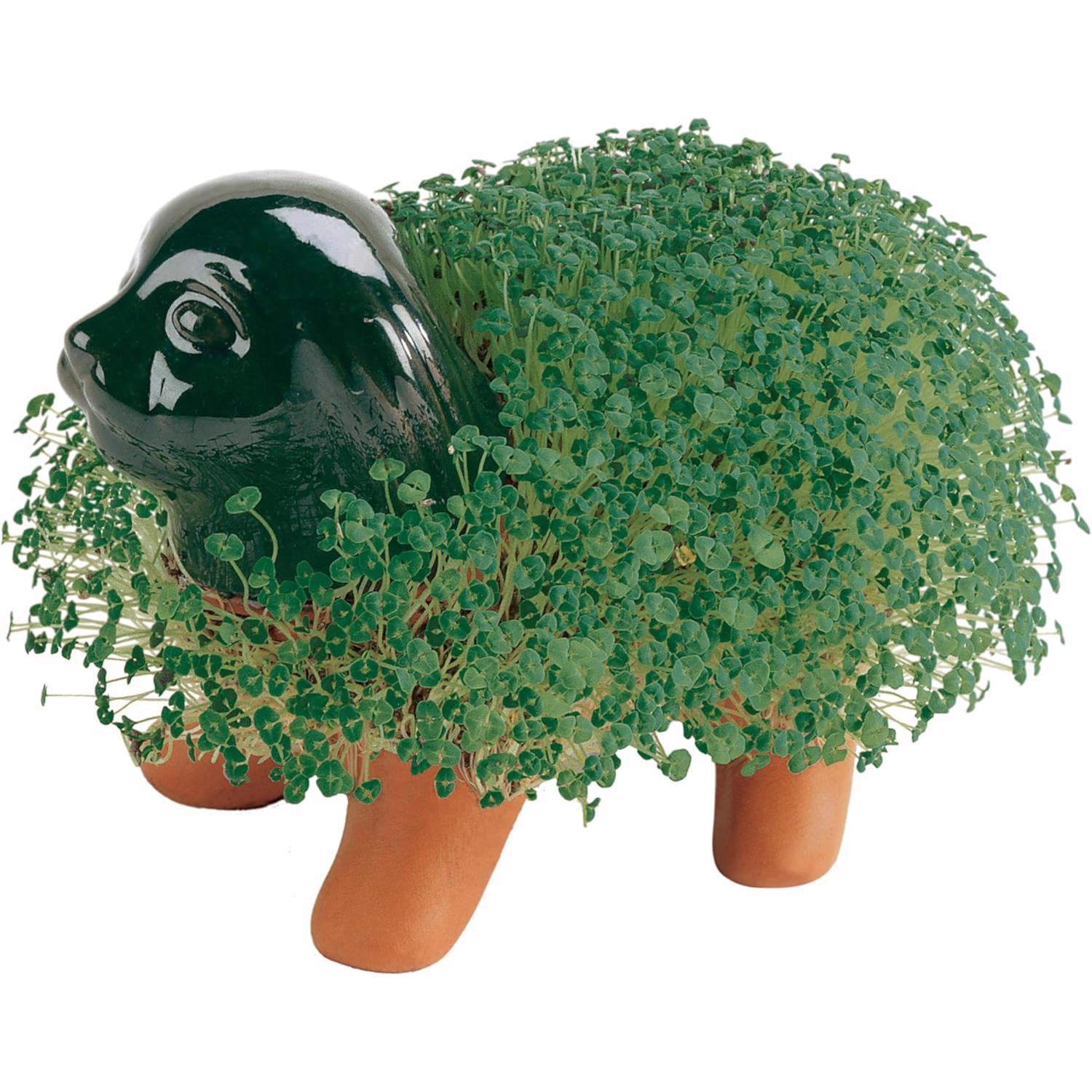 image-6