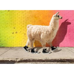 Avanti Press Seasonal Cool Llama Graduation Card Paper 2 pc