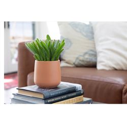 Syndicate Sales 6.5 in. H X 6.5 in. W X 6.5 in. D X 6 in. D Ceramic Planter peach