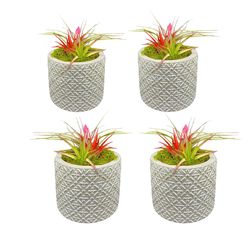 Russell's Bromeliads Garden in Bloom Grey Air Plant